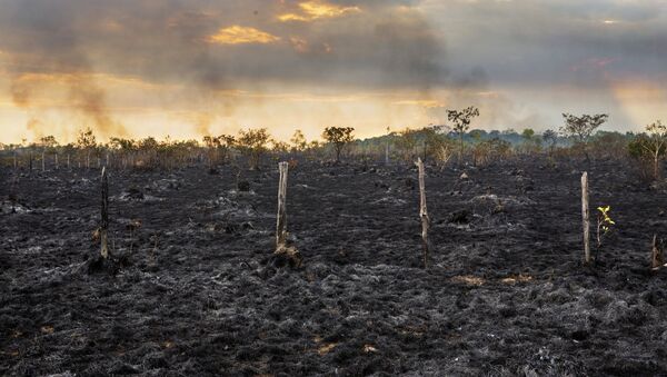 Área de pasto queimado as margens da BR-319 próximo a Humaitá, no Amazonas - Sputnik Brasil