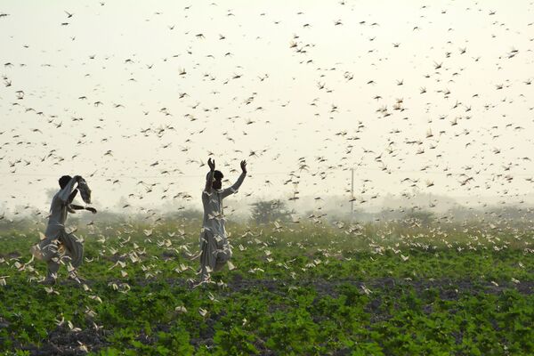 Agricultores durante uma praga de gafanhotos no Paquistão - Sputnik Brasil