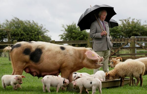 O herdeiro do trono britânico, príncipe Charles, durante uma visita ao parque rural de Cotswold, Reino Unido - Sputnik Brasil