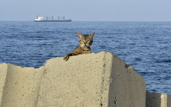 Gato se escondendo no passeio marítimo durante o toque de recolher imposto pelas autoridades da Argélia - Sputnik Brasil