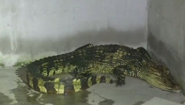 Homem se surpreende com crocodilo em sua casa - Sputnik Brasil
