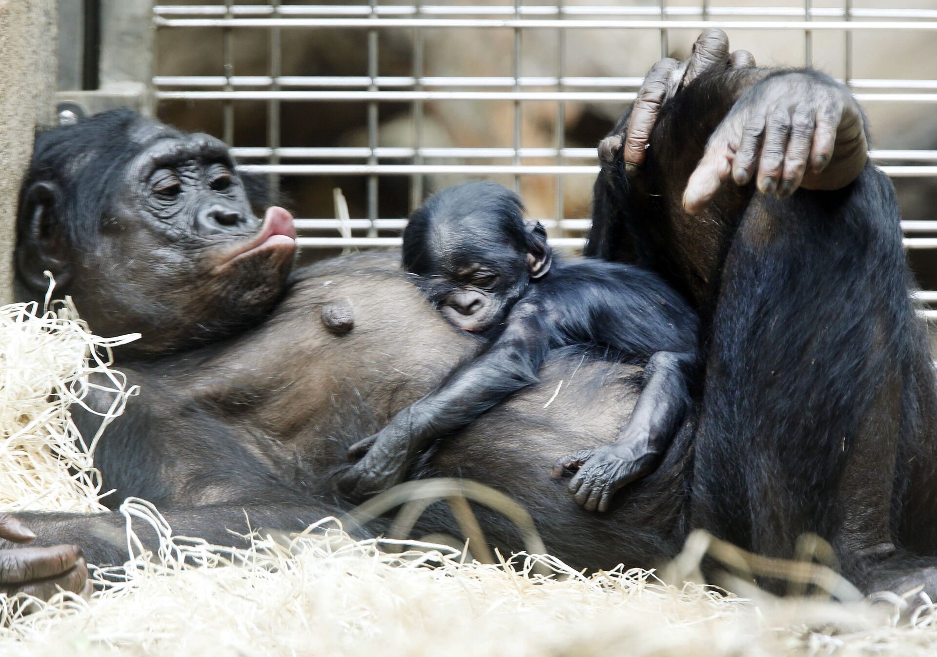 Zoológico dos EUA aplica vacina experimental contra COVID-19 em macacos em risco de extinção - Sputnik Brasil, 1920, 05.03.2021