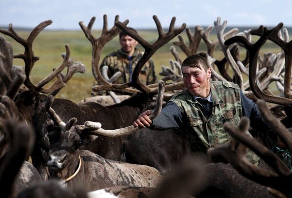Pastores tratando de renas, cerca de 200 km (124 milhas) a nordeste de cidade de Naryan-Mar, o centro administrativo região autônoma russa de Nenets - Sputnik Brasil
