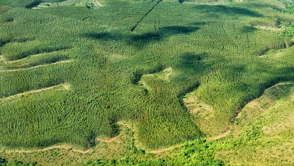 Área de plantação de eucalipto na Amazônia - Sputnik Brasil