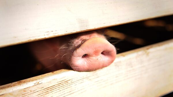 Um porco presencia uma feira agrícola nos EUA, em 2009. Foto de arquivo - Sputnik Brasil