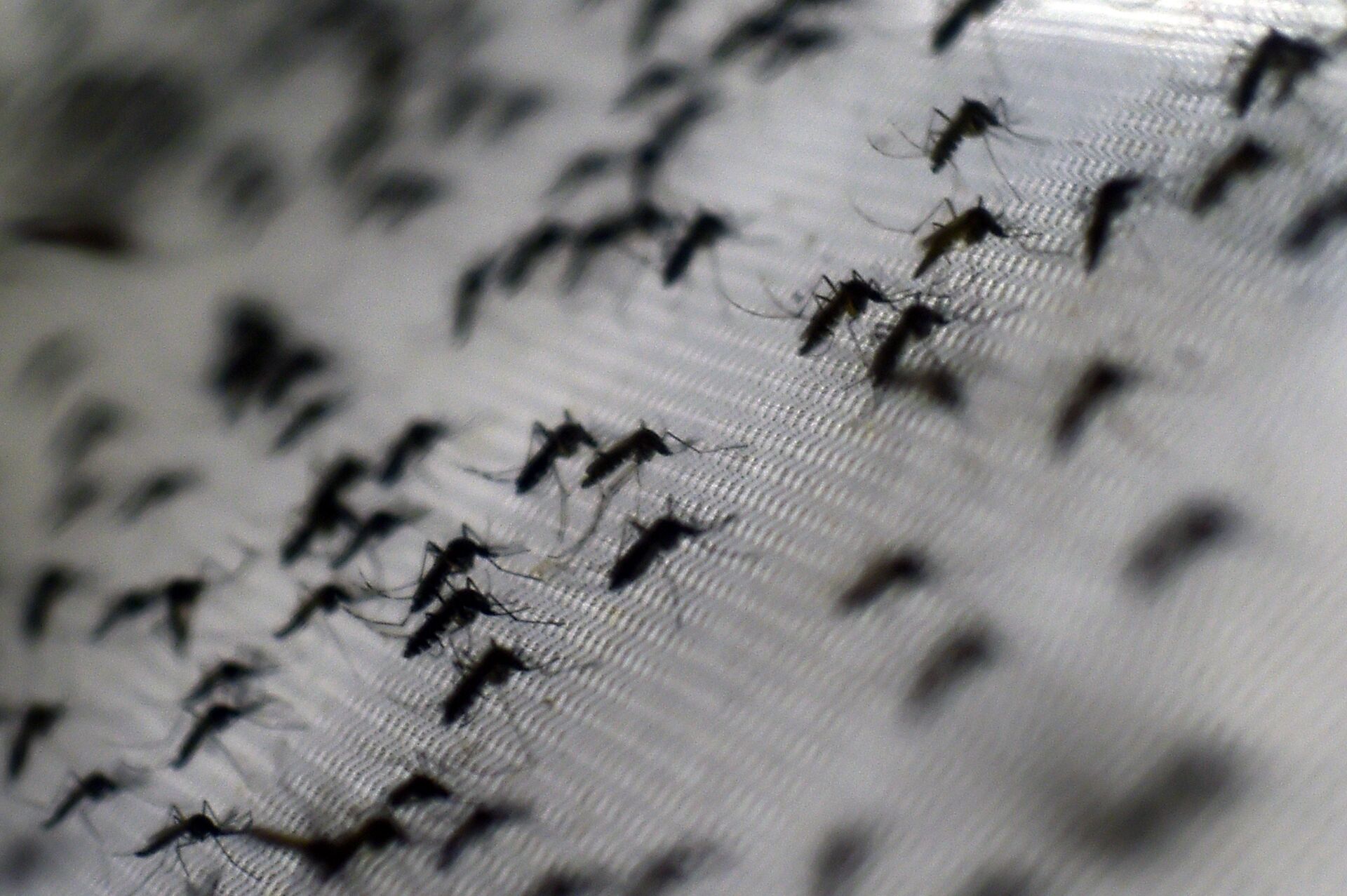 Cientistas chineses: tecnologia nuclear poderá ajudar a erradicar doenças transmitidas por mosquitos - Sputnik Brasil, 1920, 22.08.2021