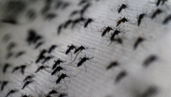 Aedes aegypti, mosquito transmissor da dengue e da chikungunya - Sputnik Brasil