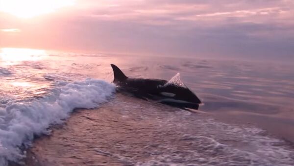 Chased by Whales - Sputnik Brasil