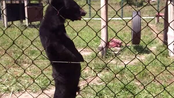 Bear Walks on Two Legs Like a Human - Sputnik Brasil