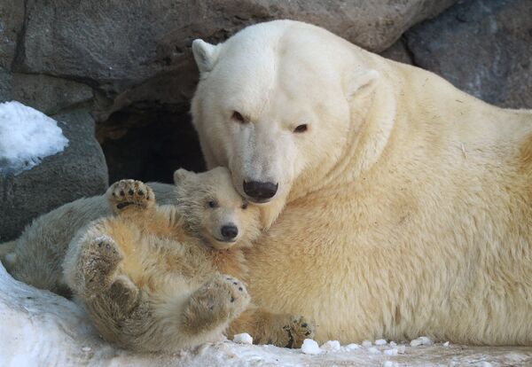 Ursos polares no Zoológico de Moscou: primeiros passos com a mãe - Sputnik Brasil