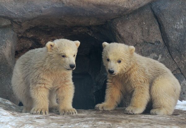 Ursos polares no Zoológico de Moscou: primeiros passos com a mãe - Sputnik Brasil