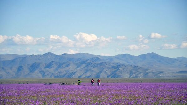 As flores florescem na região de Huasco no deserto de Atacama, cerca de 600 quilômetros ao norte de Santiago - Sputnik Brasil