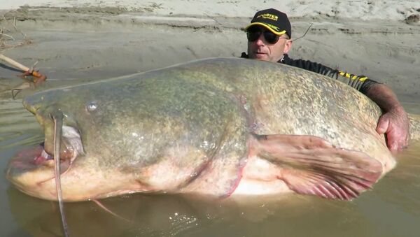 Pescador italiano apanha peixe-gato gigante com 127 kg - Sputnik Brasil