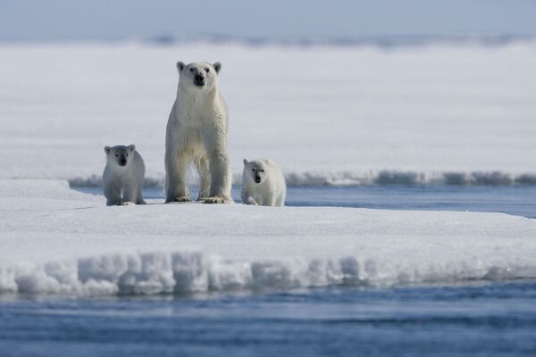 Uma família de ursos polares - Sputnik Brasil