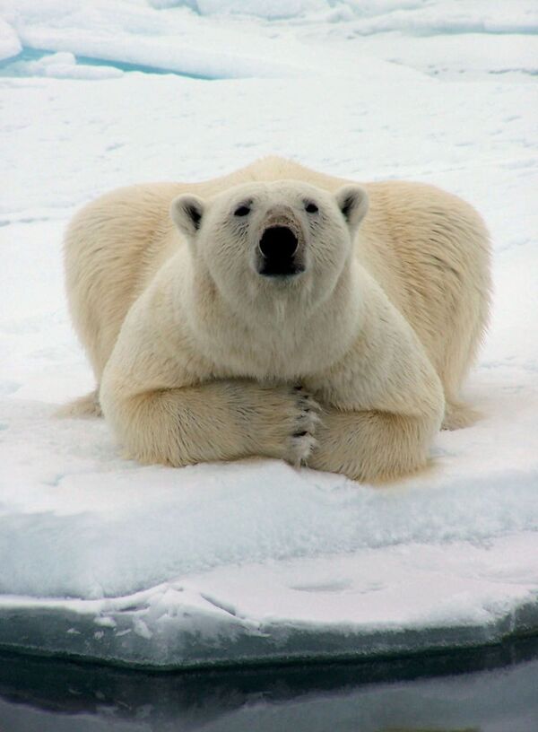 Urso polar no Alasca - Sputnik Brasil