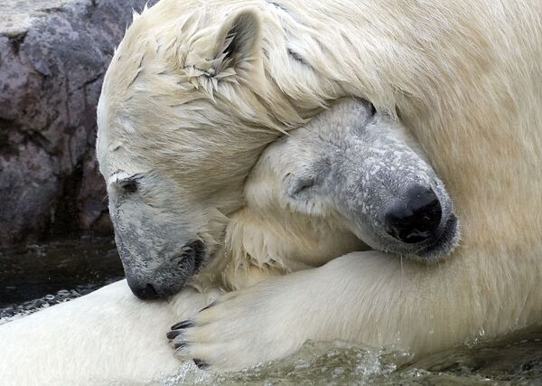 Ursos polares Bill e Lara no zoológico de Gelsenkirchen (Alemanha) - Sputnik Brasil