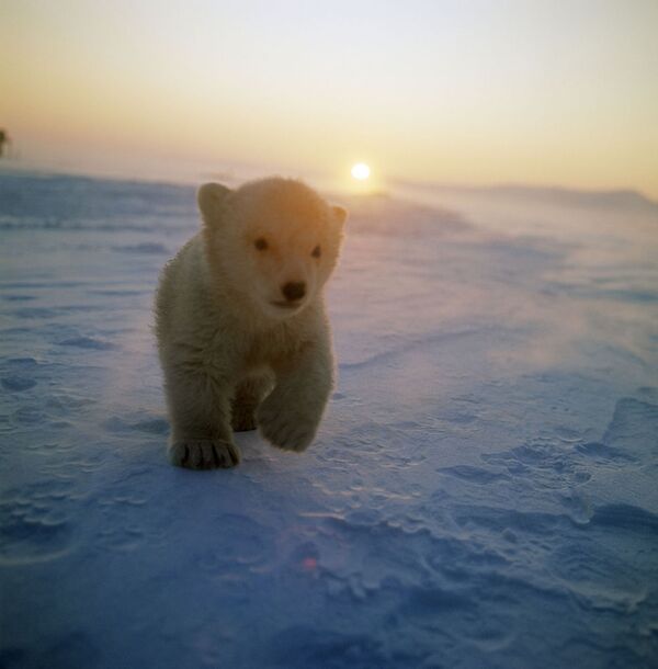 Um ursinho polar na ilha de Wrangel - Sputnik Brasil