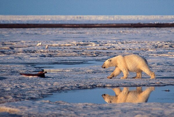 Urso polar no Ártico - Sputnik Brasil