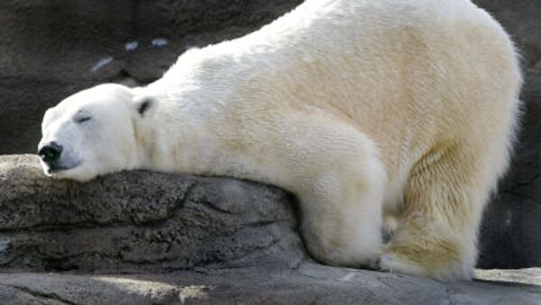 Urso polar no zoológico de Cleveland (EUA) - Sputnik Brasil
