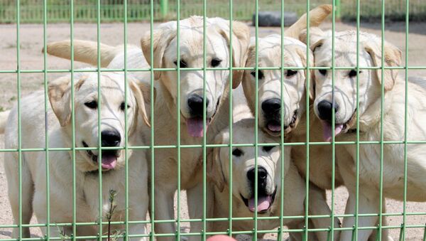 Cães clonados na Coreia do Sul. - Sputnik Brasil