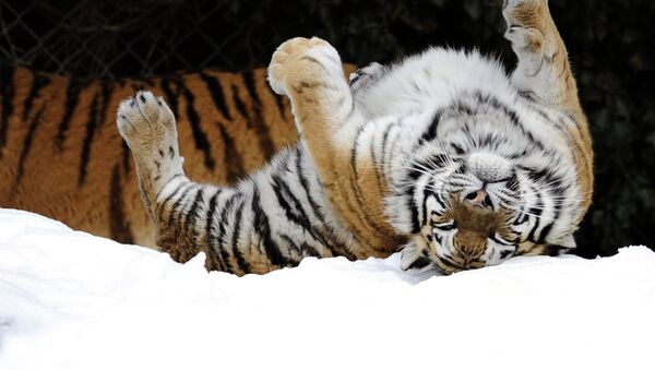 Tigre siberiano (imagem ilustrativa) - Sputnik Brasil