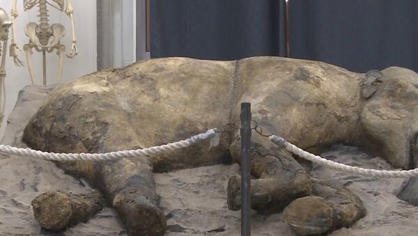 Russia: Zhenya the 37,000-year-old baby mammoth on display in St. Petersburg - Sputnik Brasil