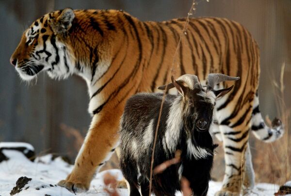 Tigre Amur e bode Timur no Primorsky Safari Park - Sputnik Brasil