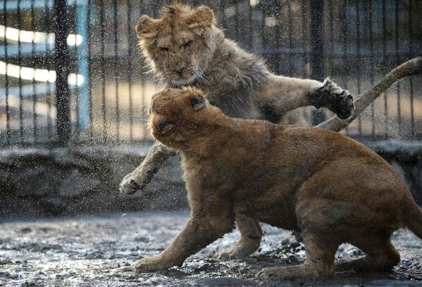 Filhotes de leão africano, nascidos em novembro de 2013, brincam em cativeiro no zoológico de Novosibirsk - Sputnik Brasil
