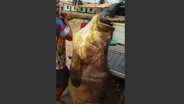 Fishermen catch monster fish in Brazil. - Sputnik Brasil