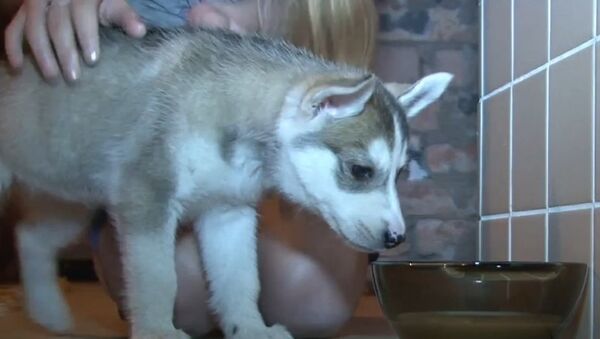 Russia: 12-year-old girl receives Husky from Putin for New Year - Sputnik Brasil