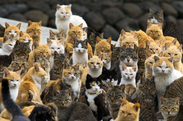 Conheça a Ilha dos Gatos, no Japão - Sputnik Brasil