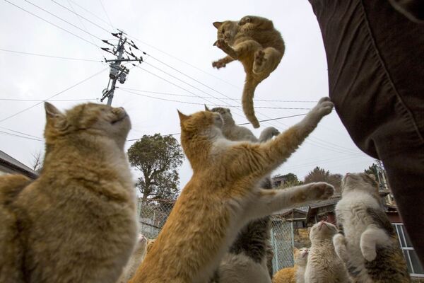 Conheça a Ilha dos Gatos, no Japão - Sputnik Brasil