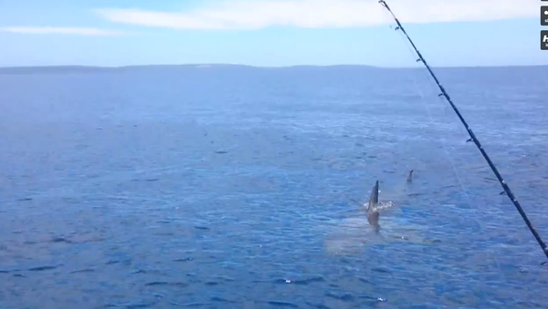 Grandes tubarões brancos cercam um navio na Austrália - Sputnik Brasil