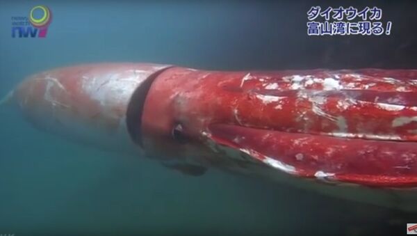 Giant squid off the coast of Japan. - Sputnik Brasil
