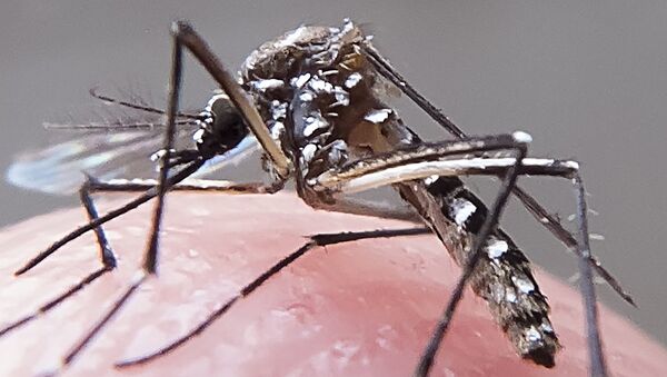 Mosquito aedes-aegypti - Sputnik Brasil