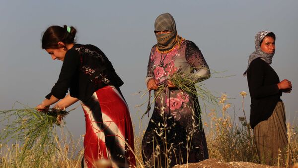 Mulheres da comunidade dos yazidis, que fugiram da violência do Daesh, fazem a colheita de plantas no norte do Iraque, Sinjar, 20 de maio de 2015 - Sputnik Brasil