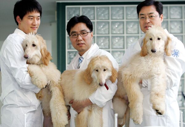 Cientistas sul-coreanos da universidade nacional de Seul com cães clonados - Sputnik Brasil