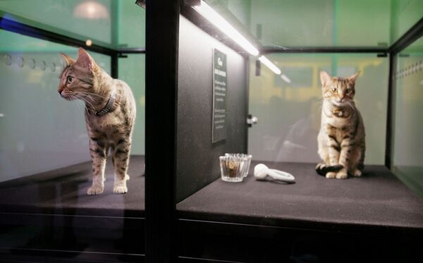 Gatos clonados em Chicago - Sputnik Brasil