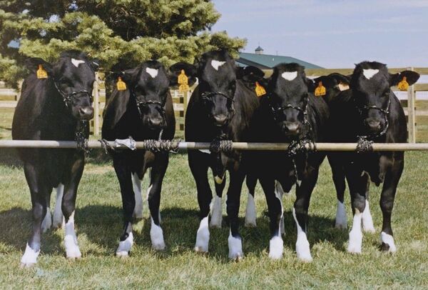 Vacas clonadas - Sputnik Brasil