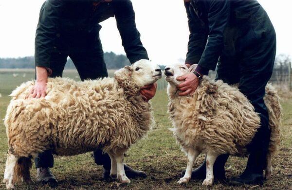 Duas ovelhas clonadas no Instituto Roslin na Escócia - Sputnik Brasil