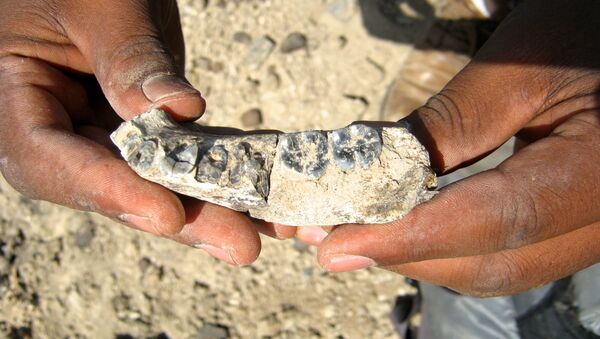 Pedaço de osso maxilar descoberto na Etiópia é o mais antigo fóssil conhecido do gênero Homo - Sputnik Brasil