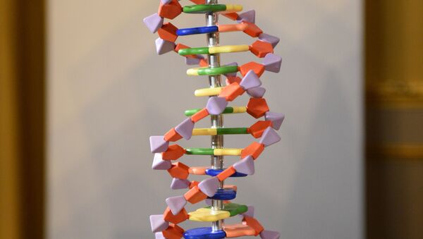 Modelo da estrutura de um ADN humano - Sputnik Brasil