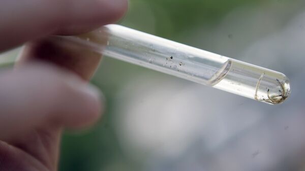 Larvas do mosquito Aedes aegypti  - Sputnik Brasil