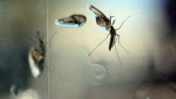 Imagens do Aedes Aegypti capturadas em um laboratório do Ministério da Saúde de El Salvador - Sputnik Brasil
