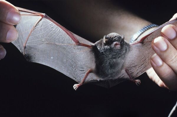 Morcego-de-peluche - Sputnik Brasil