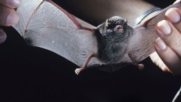 Morcego-de-peluche (foto de arquivo) - Sputnik Brasil
