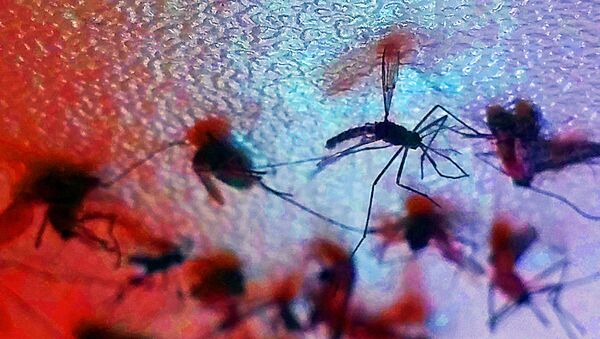 Universidade brasileira usa energia nuclear para esterilizar mosquitos Aedes Aegypti - Sputnik Brasil