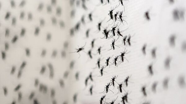 Aedes Aegypti - Sputnik Brasil