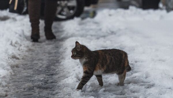 Um gato passeia pela rua depois da nevasca em Moscou, em 2 de março de 2016 - Sputnik Brasil