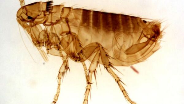 This flea is a common ectoparasite of the rock squirrel, Citellus variegatus, and in the western United States, is an important vector for the bacterium Yersinia pestis, the pathogen responsible for causing plague. - Sputnik Brasil